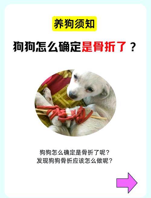 2025新澳最新资料大全和被狗主人殴打致骨折与狗被打骨折了怎么办