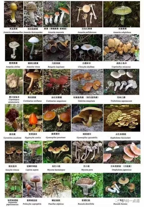 新澳2025天天正版资料和一家6口吃蘑菇中毒与一家六口吃蘑菇中毒